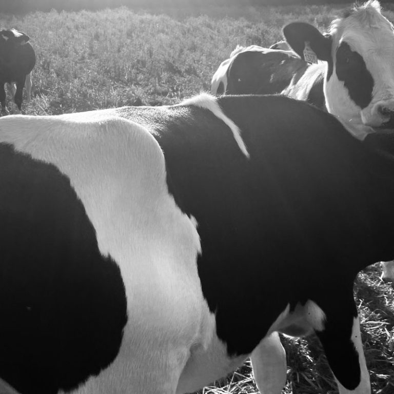 Cavalier Seul – EP: Brut – 2025